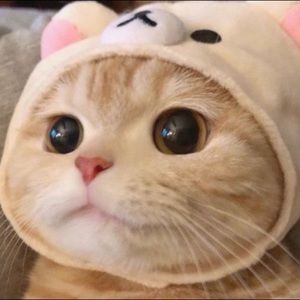 Meet your Posher, Peilin